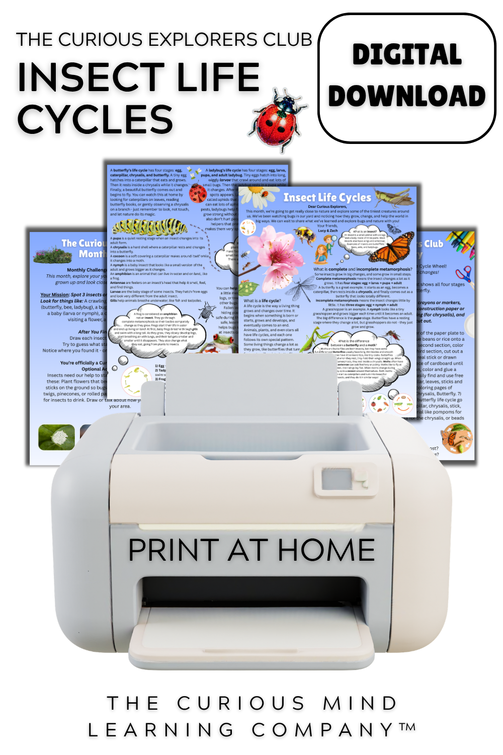 Insect Life Cycles Letter | Digital Download