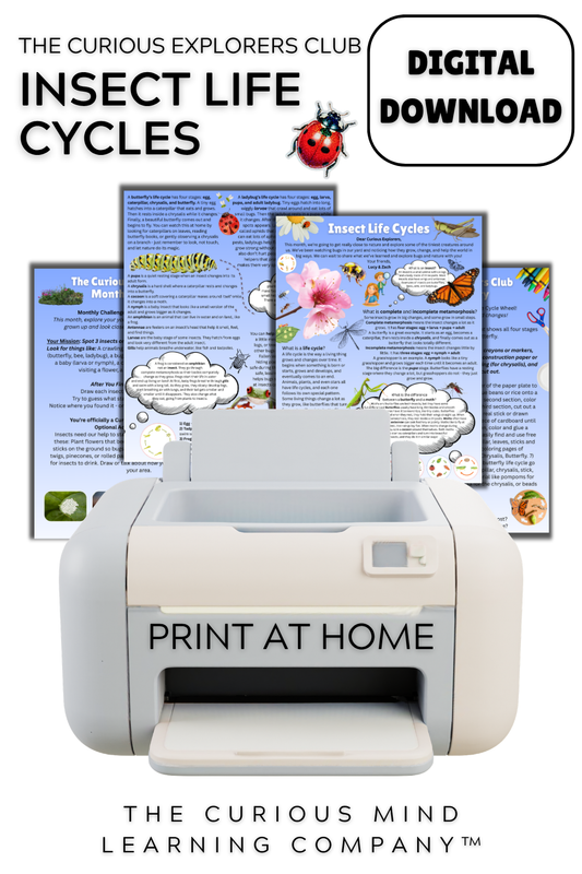 Insect Life Cycles Letter | Digital Download