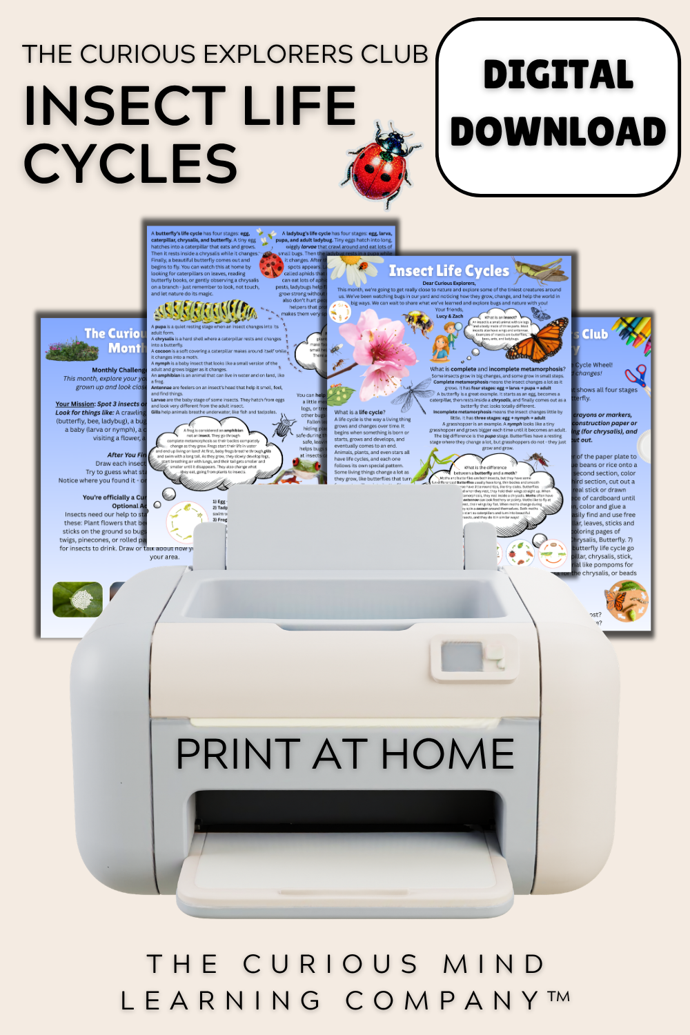 Insect Life Cycles Letter | Digital Download