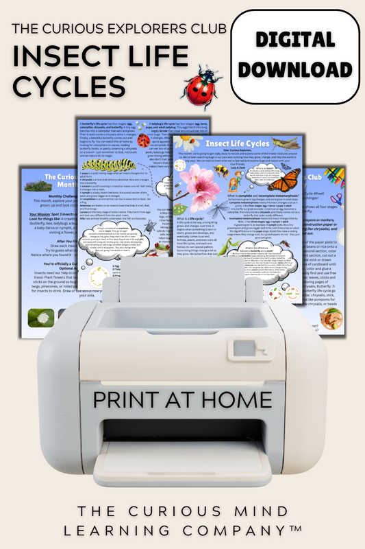 Insect Life Cycles Letter | Digital Download