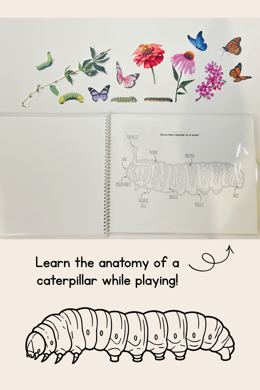 Butterfly Life Cycle Play Dough Book | Printable Hands-On Learning Activity