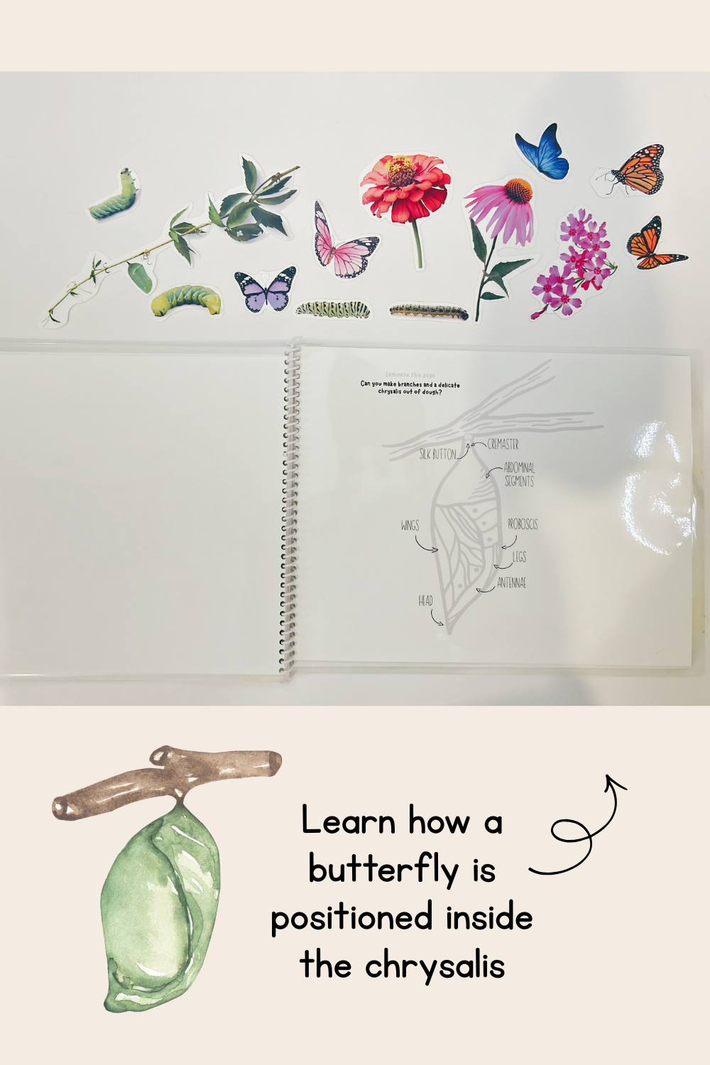 Butterfly Life Cycle Play Dough Book | Printable Hands-On Learning Activity