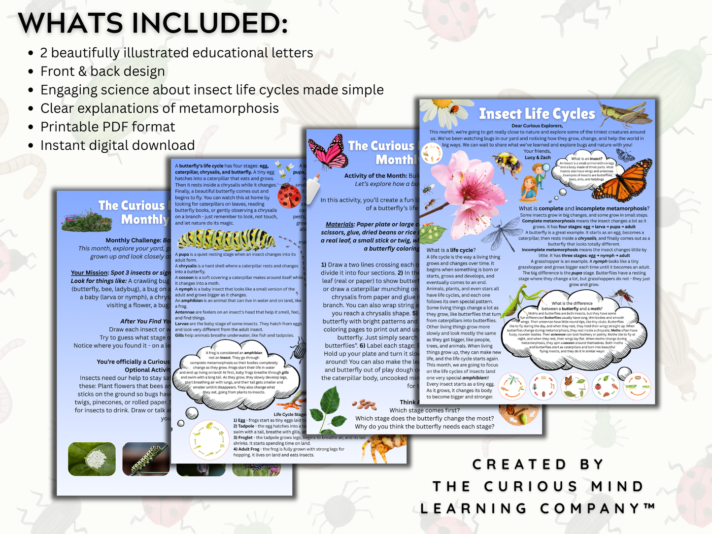 Insect Life Cycles Letter | Digital Download