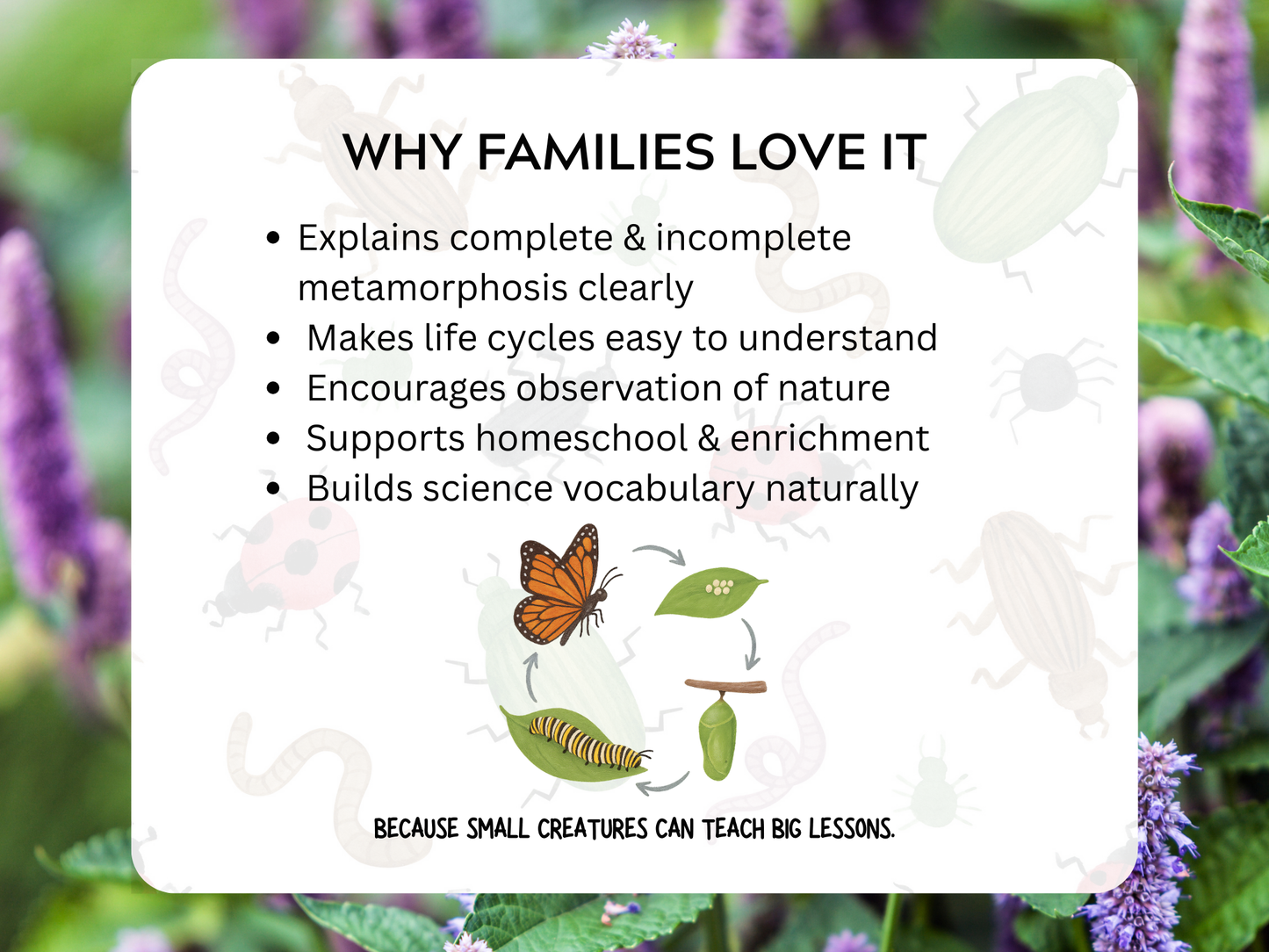 Insect Life Cycles Letter | Digital Download