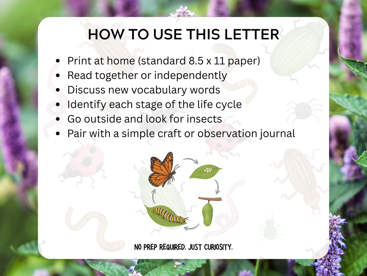 Insect Life Cycles Letter | Digital Download