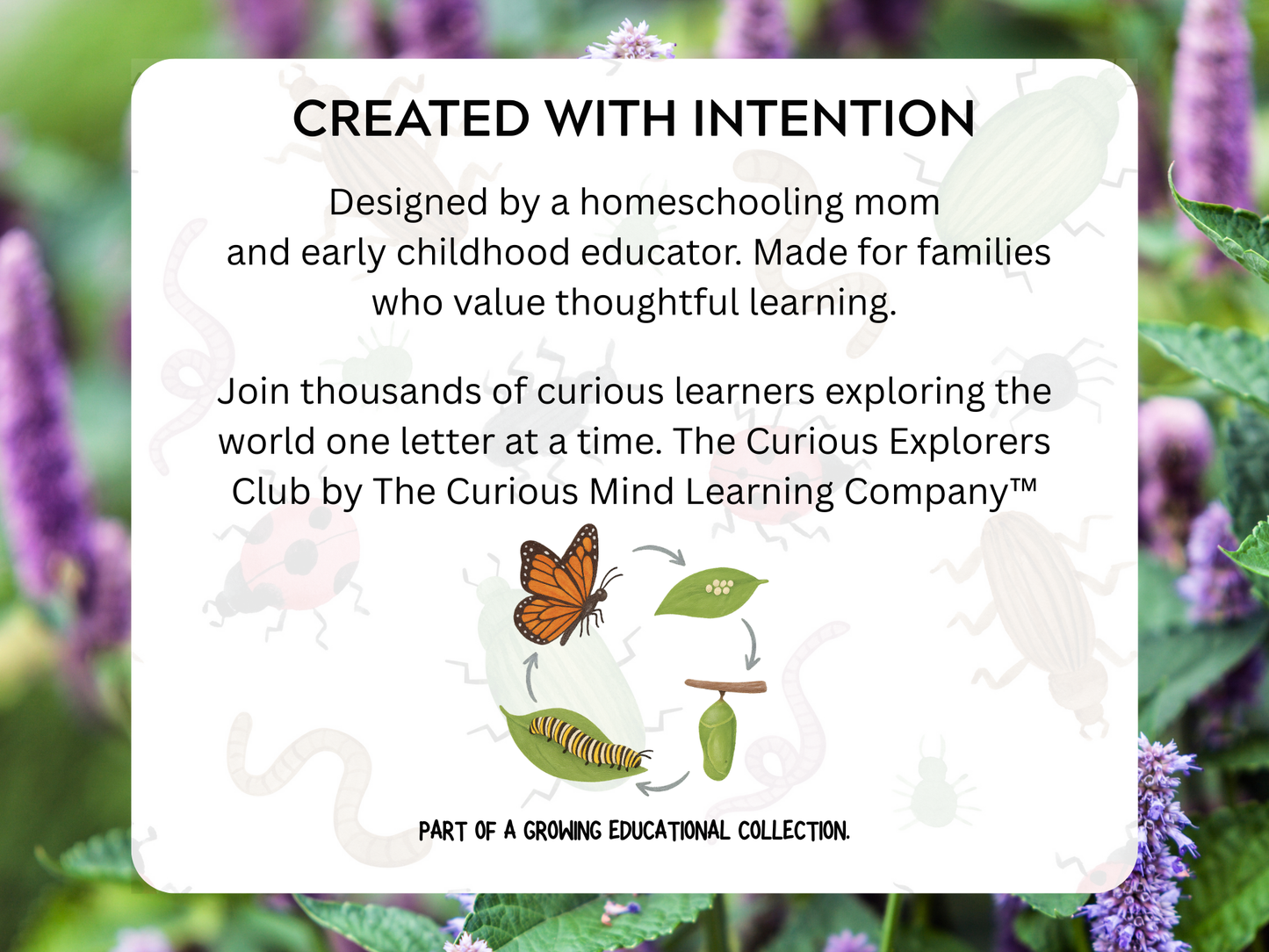 Insect Life Cycles Letter | Digital Download