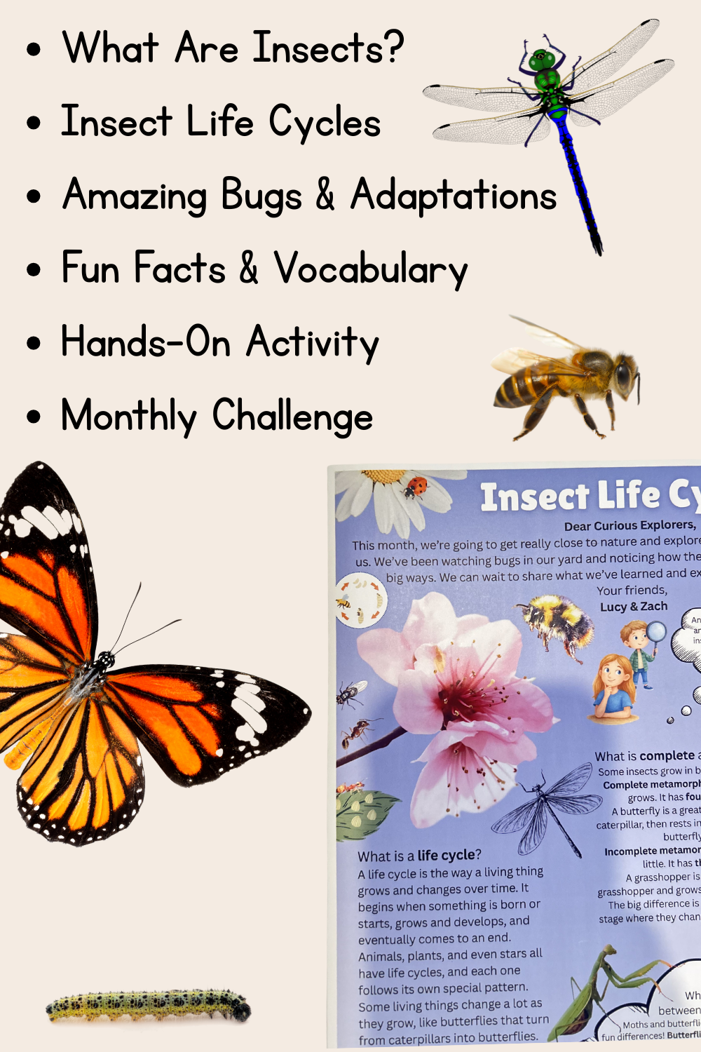 Insect Life Cycles Letter | The Curious Explorers Club | Physical Mail Edition