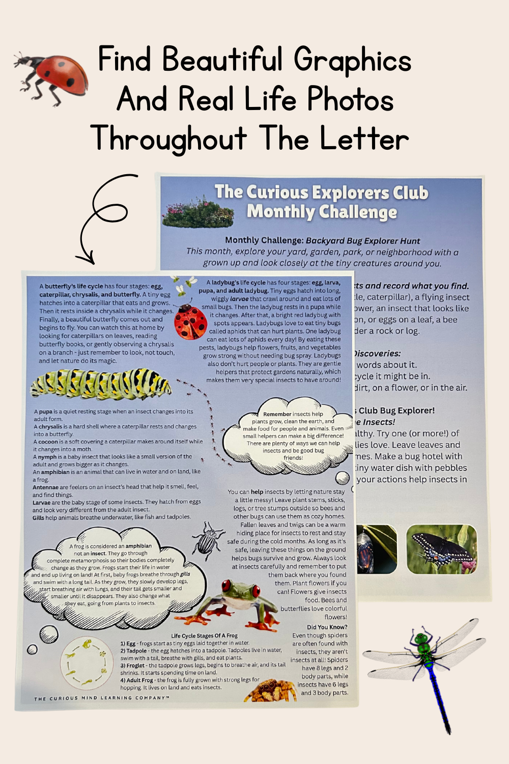Insect Life Cycles Letter | The Curious Explorers Club | Physical Mail Edition