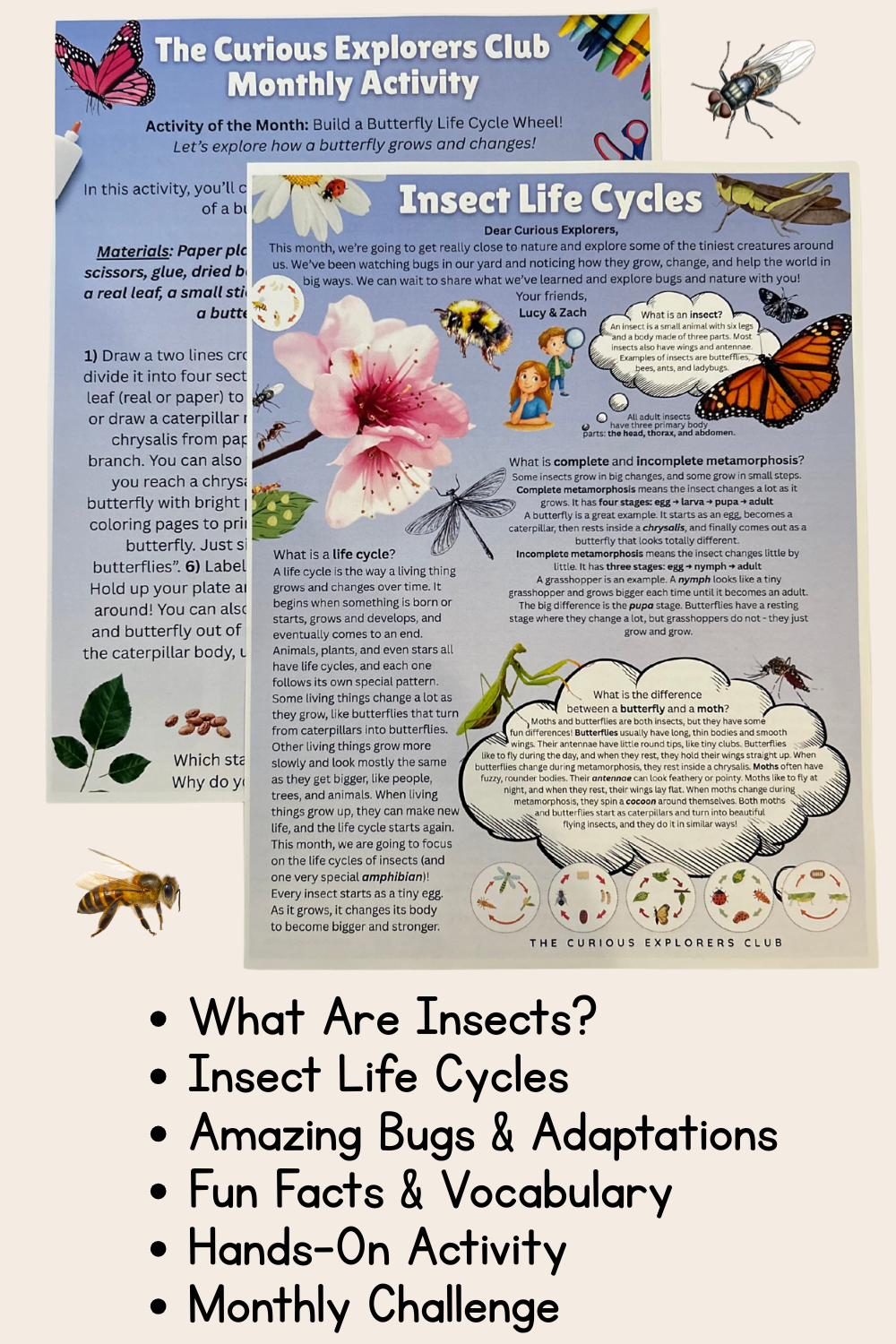 Insect Life Cycles Letter | The Curious Explorers Club | Physical Mail Edition