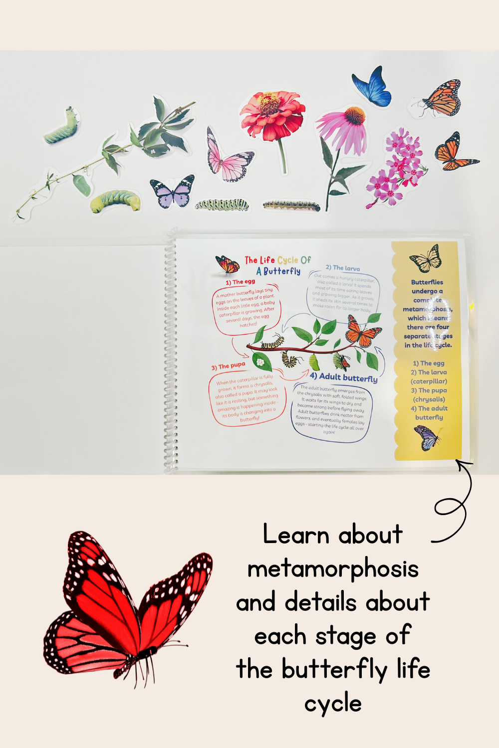 Butterfly Life Cycle Play Dough Book | Printable Hands-On Learning Activity