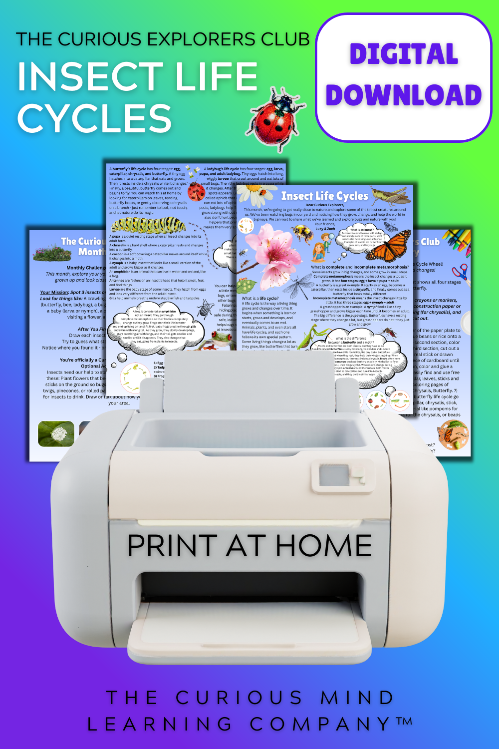 Insect Life Cycles Letter | Digital Download