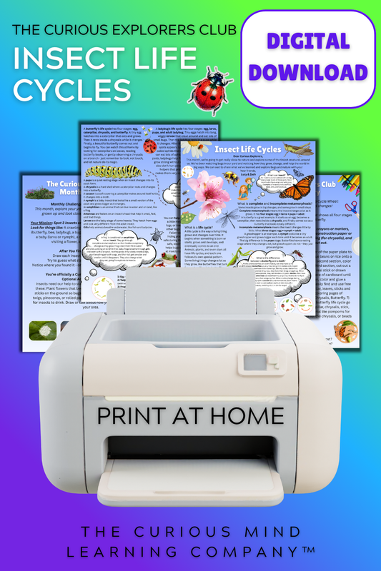 Insect Life Cycles Letter | Digital Download