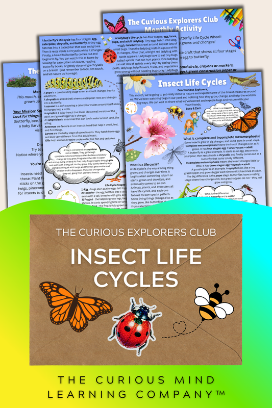 Insect Life Cycles Letter | The Curious Explorers Club | Physical Mail Edition